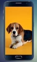 Beagle Puppy Live Wallpaper screenshot 1