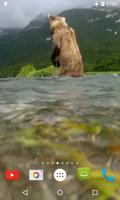 Медведь 4K-видео живые обои постер