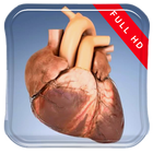 Beating Heart 3D Live Wallpap icône