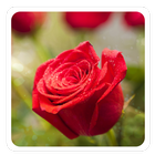 Rose Very Cool Live Wallpaper-icoon