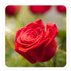 Rose Very Cool Live Wallpaper icône