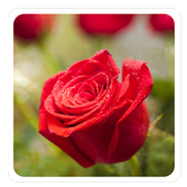 Rose Very Cool Live Wallpaper icon