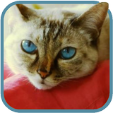 Beautiful Cat Video Wallpaper icono