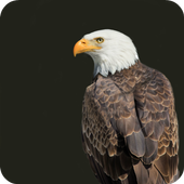 Eagle Live Wallpaper HD-icoon