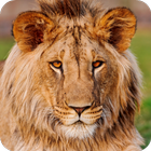 Lion Live Wallpaper HD Zeichen