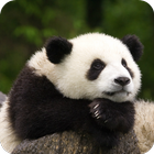 Panda Live Wallpaper HD 图标