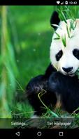 Panda Live Wallpaper HD syot layar 1