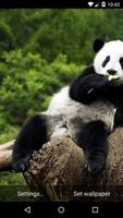 Panda Live Wallpaper HD Screenshot 2