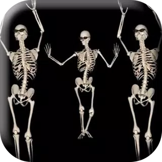 Belly Dancing Live Skeleton