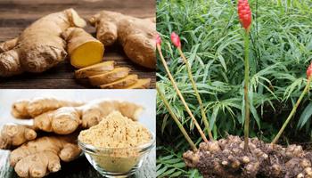 Benefits of ginger 스크린샷 1