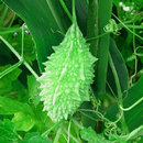 Bitter Gourd For Health APK