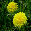Dandelion Root For Health