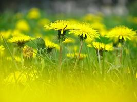Dandelion Root For Health स्क्रीनशॉट 1