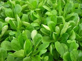 Iceberg Lettuce For Health স্ক্রিনশট 1