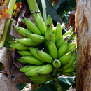 Plantain For Health APK