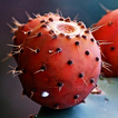 Prickly Pear For Health