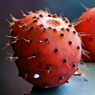 Prickly Pear For Health आइकन