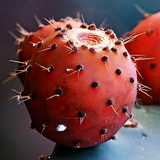 Prickly Pear For Health ikona