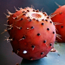 Prickly Pear For Health APK