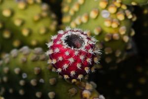 Prickly Pear For Health screenshot 1