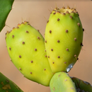 Prickly Pear Cactus For Health APK