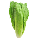 Romaine Lettuce For Health APK