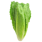 Romaine Lettuce For Health 아이콘