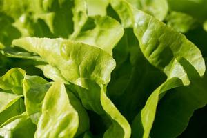 Romaine Lettuce For Health poster