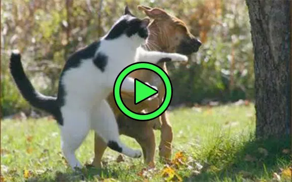 Funny cat and dogs videos : best animal jokes APK for Android Download Funny cat and dogs videos : best animal jokes APK for Android Download