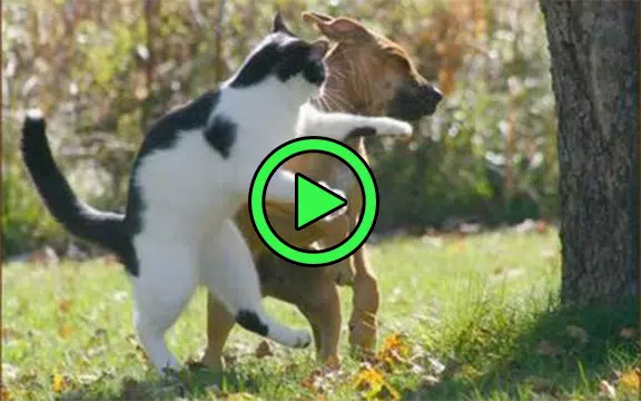 vídeo engraçado de gato e cachorro
