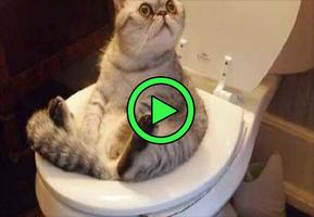 Funny cat and dogs videos : best animal jokes poster