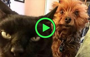 Video kucing dan anjing lucu: klip hewan terbaik screenshot 1