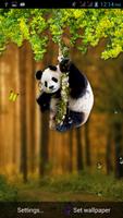 Funny Panda Live Wallpaper Affiche