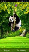 Funny Panda Live Wallpaper capture d'écran 1