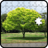 The jigsaw puzzles