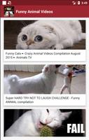 1 Schermata video divertenti di animali (cani, gatti, ...)
