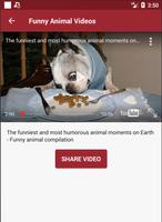 3 Schermata video divertenti di animali (cani, gatti, ...)