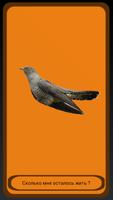 Cuckoo poster