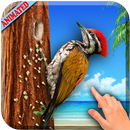 3D Woodpecker Live Wallpaper APK