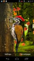 3D Woodpecker Live Wallpaper Affiche