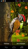 3D Woodpecker Live Wallpaper capture d'écran 1