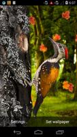 3D Woodpecker Live Wallpaper capture d'écran 3