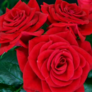 Best rose wallpapers APK