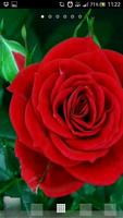 Best rose wallpapers पोस्टर