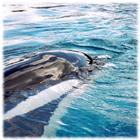 Orca Whales Wallpaper Pics icône