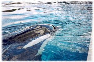 Orca Whales Wallpaper Pics Affiche