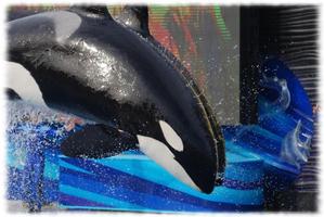 Orca Whales Wallpaper Pics capture d'écran 2