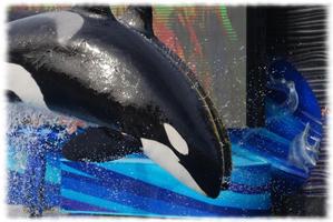 Orca Whales Wallpaper Pics screenshot 2