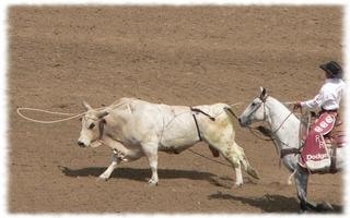 Bull Riding Wallpaper Pics Plakat