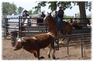 Bull Riding Wallpaper Pics screenshot 1